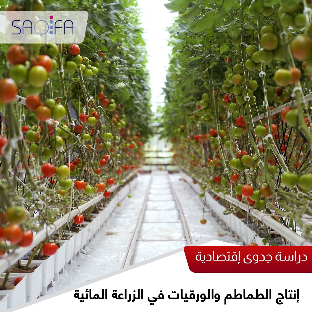 دراسة جدوى إنتاج الطماطم والورقيات في الزراعة المائية