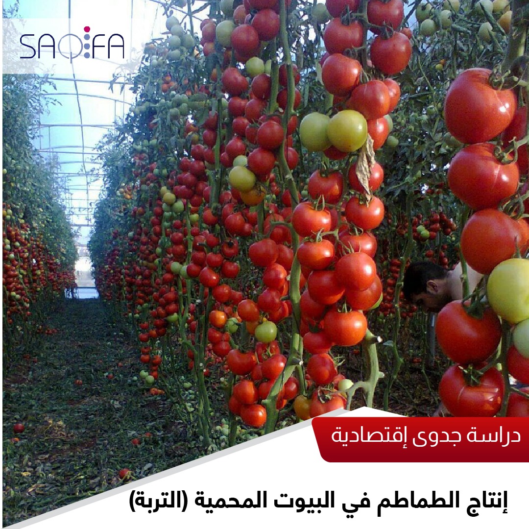 إنتاج الطماطم في البيوت المحمية